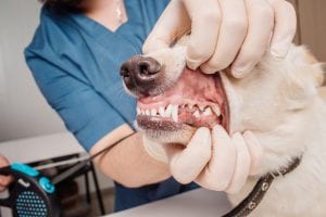 Why It Is Essential That Your Dog Has Good Dog Dental Care | Curation of Knowledge